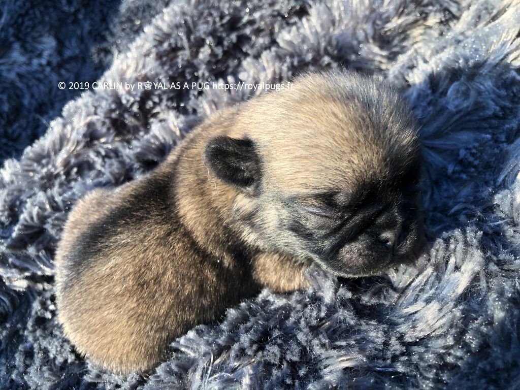 Royal As A Pug - Vidéo de Chiots Carlin - Pug Puppies Video