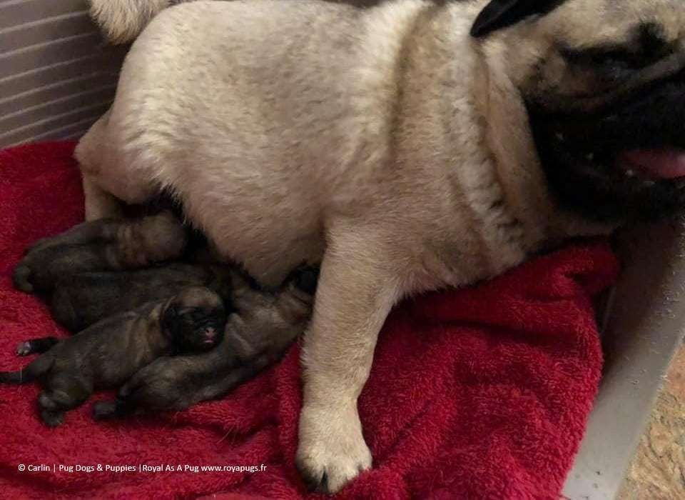 Royal As A Pug - Naissances de chiots carlin ! We have puppies ! #pug #carlin #chiot