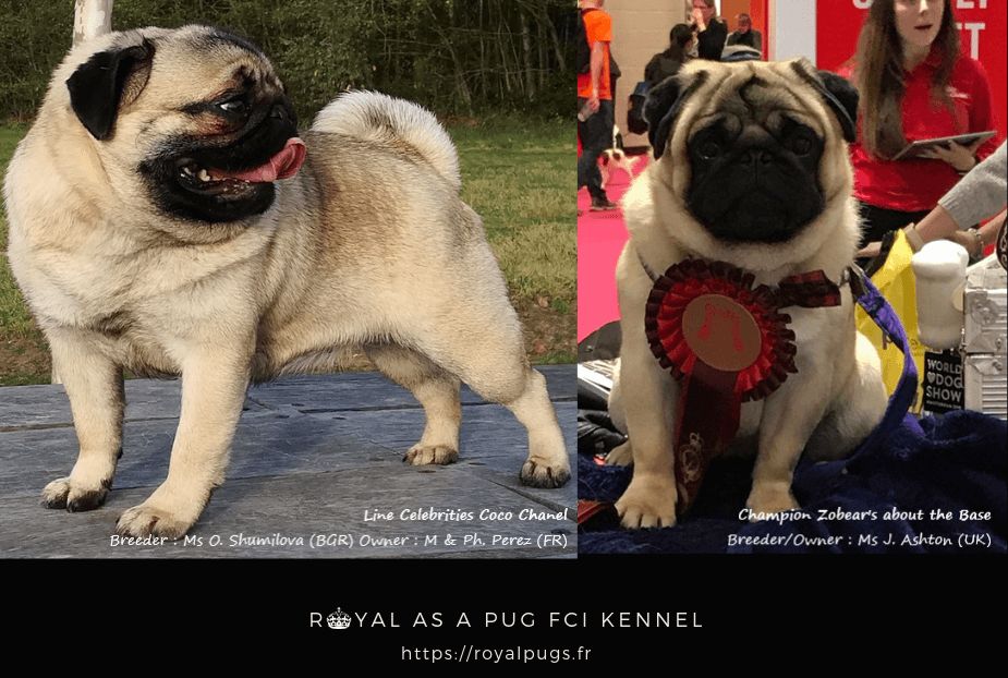 Royal As A Pug - MARIAGE ROYAL JUIN 2019 - ROYAL WEDDING JUNE 2019