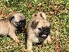  - Photos des Chiots Carlin en balade - The cutest Pug Puppies Pics EVER
