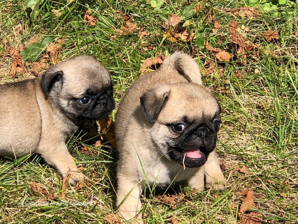 Royal As A Pug - Photos des Chiots Carlin en balade - The cutest Pug Puppies Pics EVER