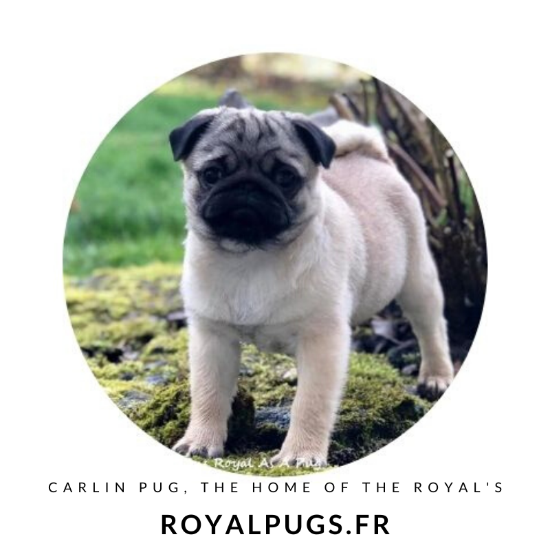 Royal As A Pug