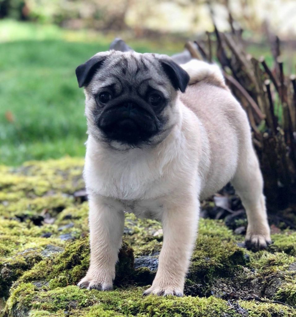 Royal As A Pug Oh dior j'adore