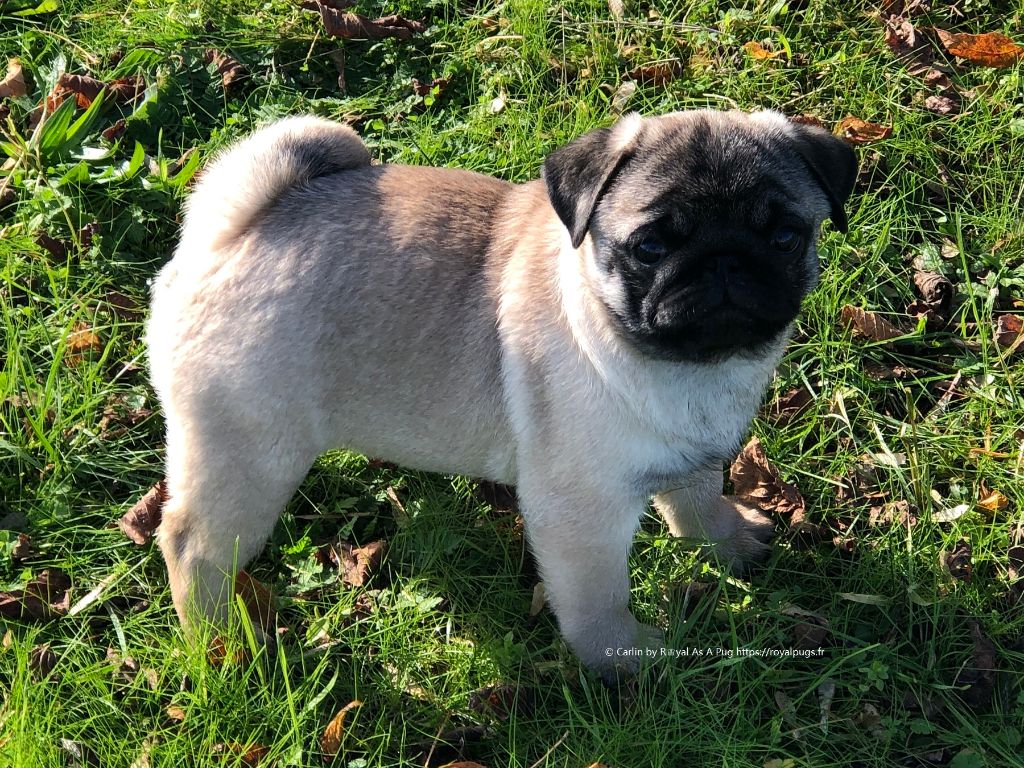 Royal As A Pug Prince-of-bel-air aka fresh