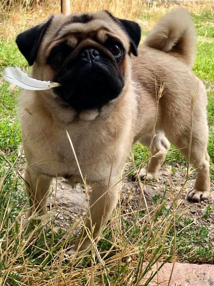 Royal As A Pug Notorious big