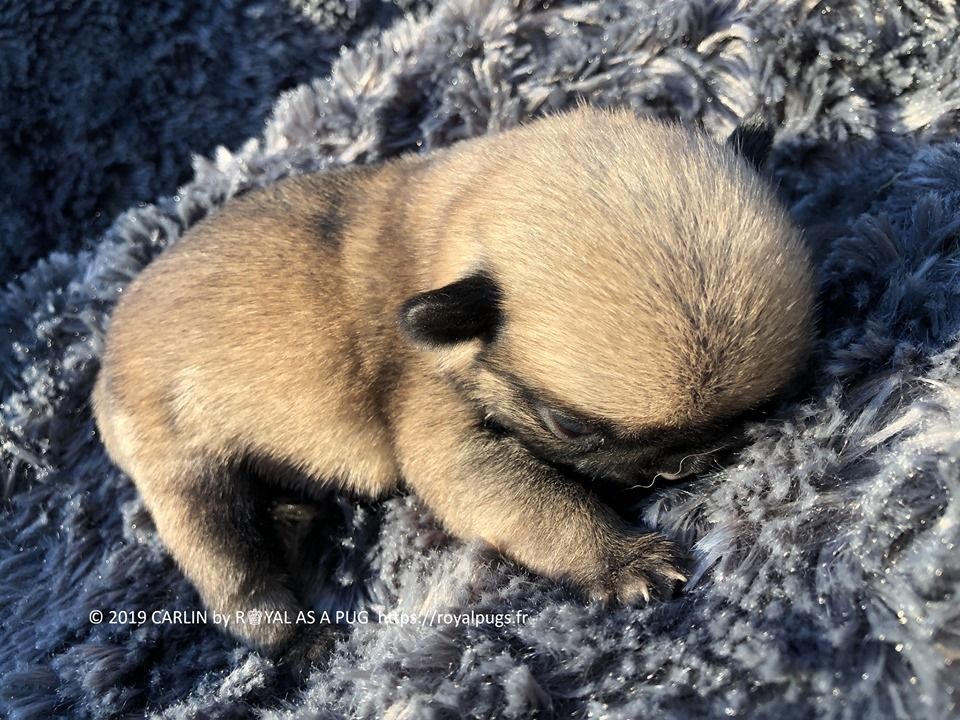 Royal As A Pug - Portée de Chiots Carlin - Huge Litter of Pug Pups